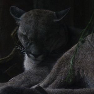 South American cougar (Puma concolor concolor)