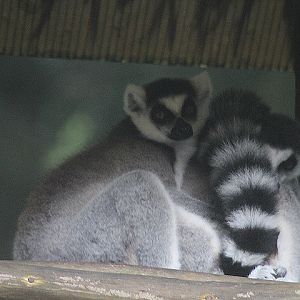 Ring-tailed lemur (Lemur catta)