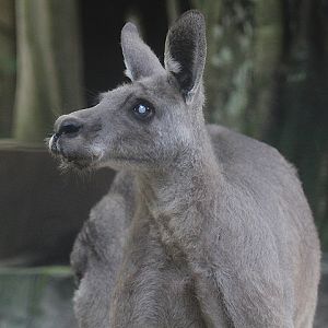 Eastern grey kangaroo (Macropus giganteus giganteus)
