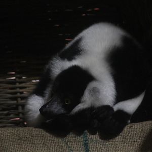 Black-and-white ruffed lemur (Varecia variegata variegata)