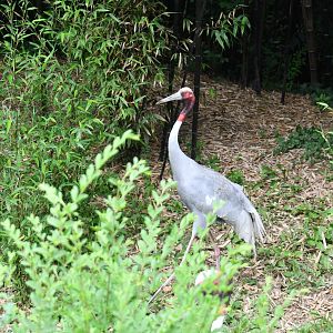Sarus Crane