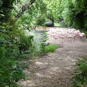 Greater Flamingos exhibit