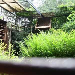 Waldrapp Ibis aviary