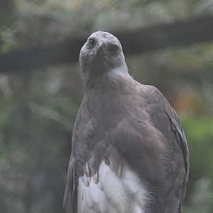 Grey-headed fish eagle (Icthyophaga ichthyaetus)