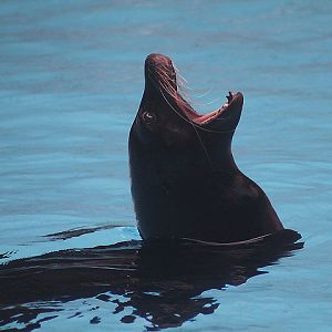 California sea lion (Zalophus californianus)