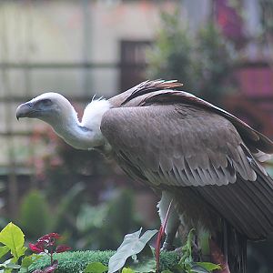 Western griffon vulture (Gyps fulvus fulvus)