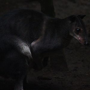 White-striped dorcopsis (Dorcopsis hageni)