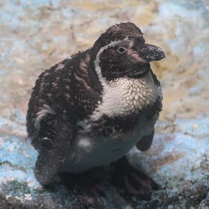 Humboldt penguin (Spheniscus humboldti)