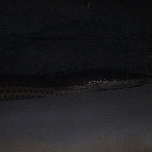 Sunbeam snake (Xenopeltis unicolor)