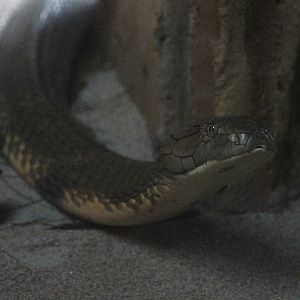 King cobra (Ophiophagus hannah)