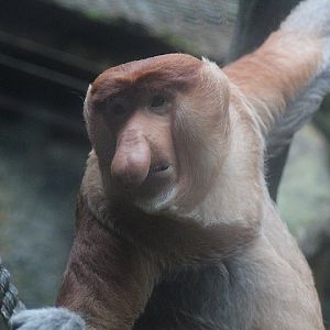 Proboscis monkey (Nasalis larvatus)