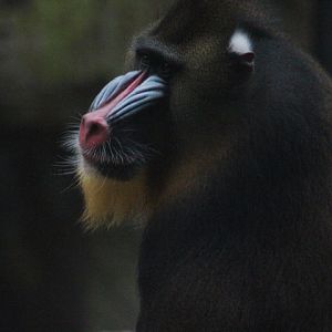 Mandrill (Mandrillus sphinx)
