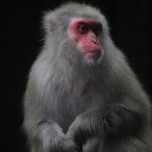 Japanese macaque (Macaca fuscata fuscata)