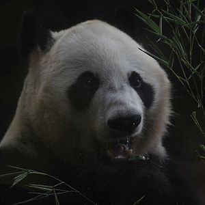Giant panda (Ailuropoda melanoleuca melanoleuca)
