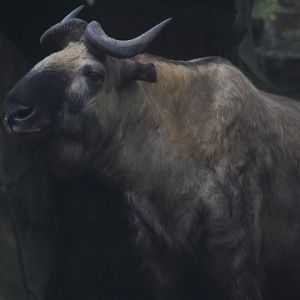 Mishmi takin (Budorcas taxicolor taxicolor)