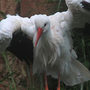 Asian white stork (Ciconia ciconia asiatica)