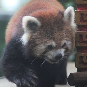 Himalayan red panda (Ailurus fulgens fulgens)