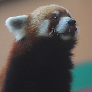 Chinese red panda (Ailurus fulgens styani)