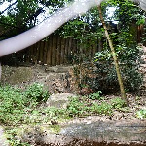 Siberian Eagle Owl aviary