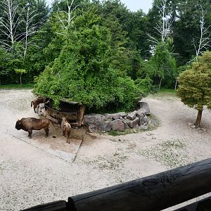 Wisent exhibit (from overlook)