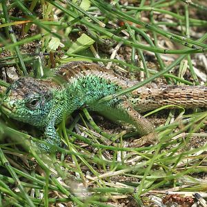 Sand lizard : Chester Zoo : 24 Jun 2024