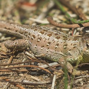 Sand lizard : Chester Zoo : 24 Jun 2024