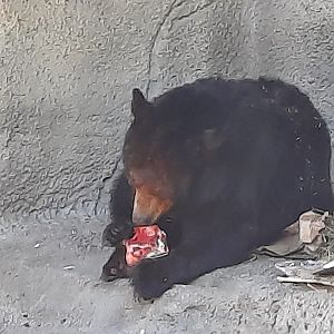 Black Bear Chowing on a Cow Bone