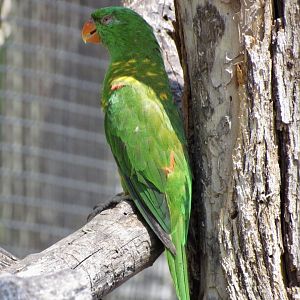 Lorikeet ID?