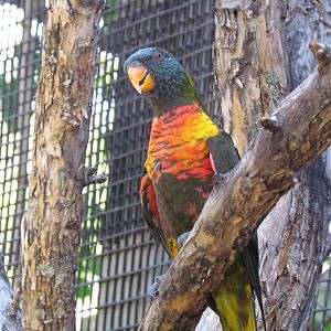 Lorikeet ID?