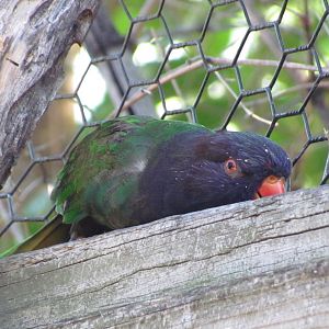 Lorikeet ID?