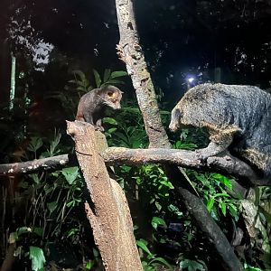 Masked Palm Civet and Binturong
