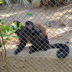 Mom and baby Crested Capuchin Monkeys