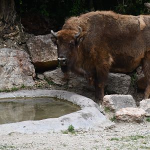 Wisent