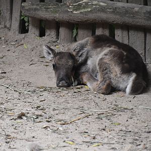 Reindeer fawn