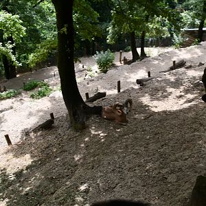 Urial exhibit (view from above)