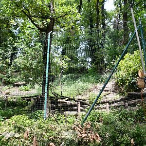 Wolves exhibit (view from below)