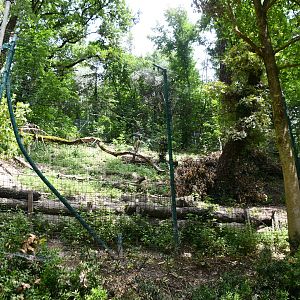 Wolves exhibit (view from below)