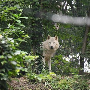 Arctic Wolf