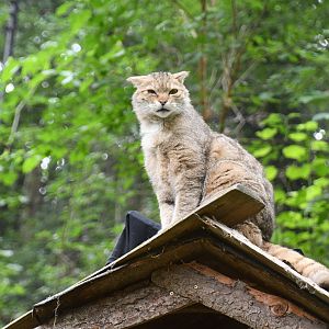 European Wild Cat