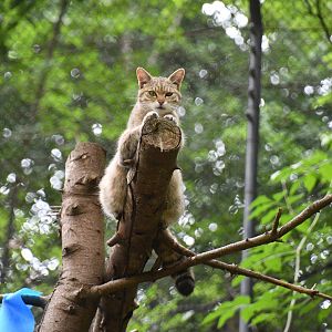 European Wild Cat