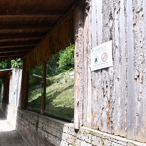 Eurasian Lynx exhibit