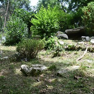 Eurasian Lynx exhibit