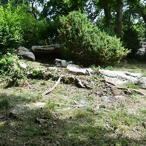 Eurasian Lynx exhibit