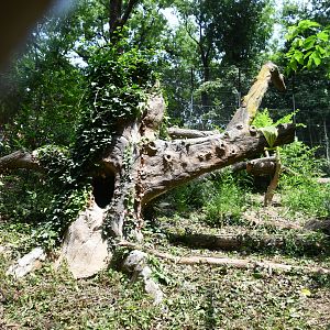Eurasian Lynx exhibit