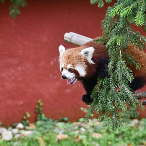 Red Panda