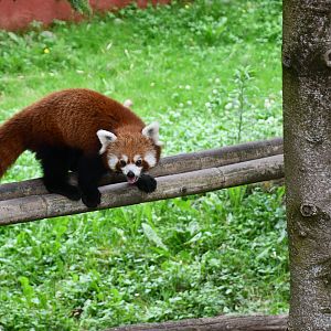 Red Panda