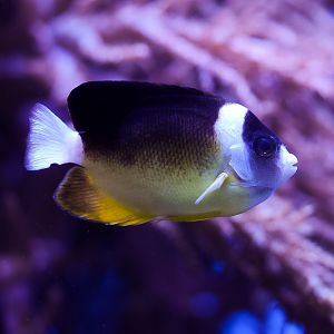 Abe's Angelfish