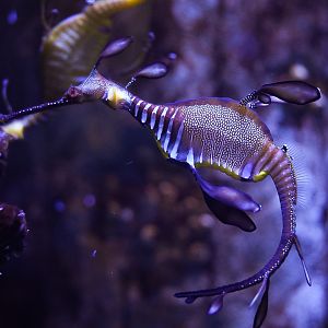 Weedy Seadragon