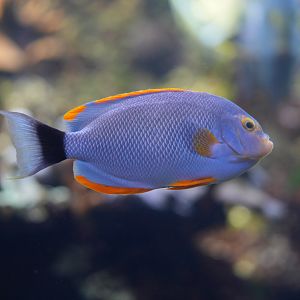Masked Angelfish (Male)