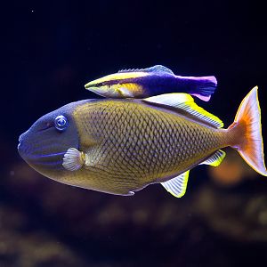 Crosshatch Trigger w/ Hawaiian Cleaner Wrasse